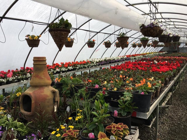 Annual Plants, Flowers | Brackenrig Nursery & Maintenance